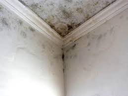 Best Mold Removal for HVAC Installations in Somerset, KY