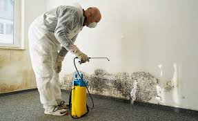 Best Mold Prevention Services in Somerset, KY