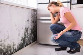 Best Air Quality Testing for Mold Spores in Somerset, KY